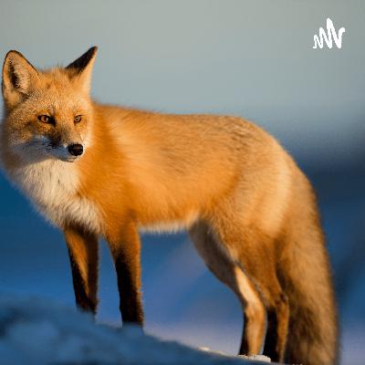 A Short Story Of The Fox