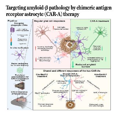 705-Targeting Amyloid-β Pathology with CAR-Astrocyte Therapy 705-Targeting Amyloid-β Pathology with CAR-Astrocyte Therapy