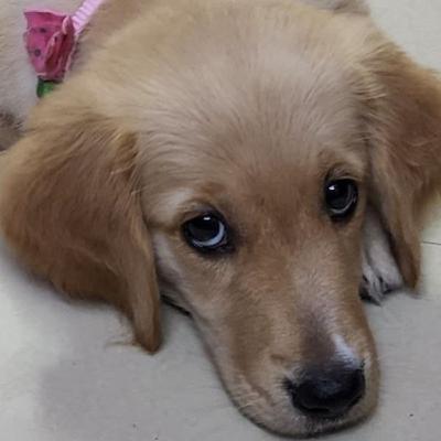 Wonder Pets - Chapter 17 - Hidden Talent - Part1