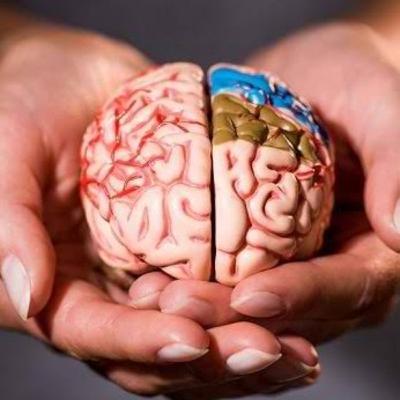 Kamu punya otak? Kamu punya otak?