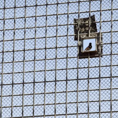 Outsourcing humanity? International law, humane treatment, and artificial intelligence in detention operations