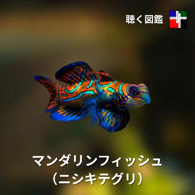 その青は「本物」か? マンダリンフィッシュが隠し持つ進化の鍵 その青は「本物」か? マンダリンフィッシュが隠し持つ進化の鍵