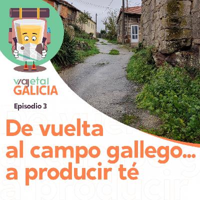 3. De vuelta al campo gallego... ¡A producir té!