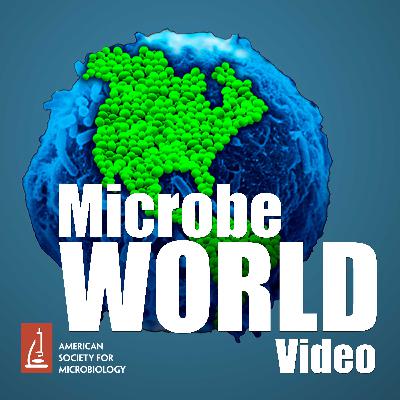 MWV 104 - Can We Live in a World without Microbes? (Audio Only)