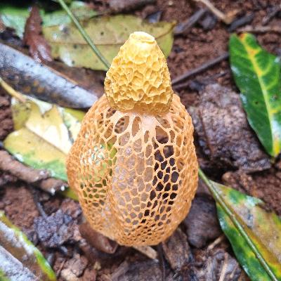 Episode 7. Mary Cairncross Revisited