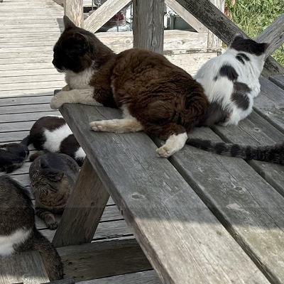 50.猫が人間の3倍!?猫島と松島へ旅行しました|N3レベルのやさしい日本語 /貓比人多三倍!?我去了貓島和松島旅行|N3等級的簡易日語 50.猫が人間の3倍!?猫島と松島へ旅行しました|N3レベルのやさしい日本語 /貓比人多三倍!?我去了貓島和松島旅行|N3等級的簡易日語