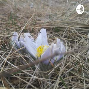 Indigenous Radio ETWANEOTR Pilot