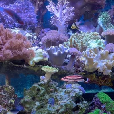 Replace an aquarium stand when the aquarium has fish, coral, water, rocks, and even sand Replace an aquarium stand when the aquarium has fish, coral, water, rocks, and even sand