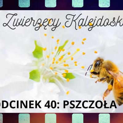 Zwierzęcy Kalejdoskop Filmowy - Odc. 40: Pszczoła