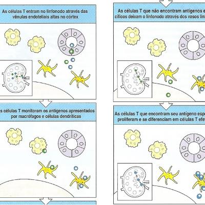 Dinâmica funcional das respostas imunes e maturação das células dendríticas Dinâmica funcional das respostas imunes e maturação das células dendríticas
