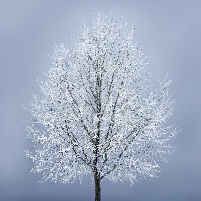 12. Rauhnacht: Dezember 12. Rauhnacht: Dezember