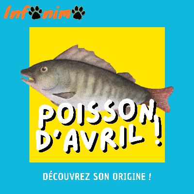 L'origine du poisson d'Avril : Un lien avec les poissons ? By Infonimo.fr