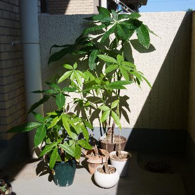 432.パキラについて話したい 432.パキラについて話したい