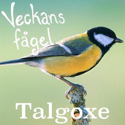 Talgoxe