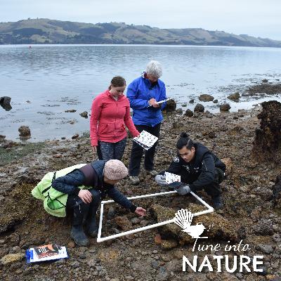 Meet the tiny little Seashore Critters - Marine Metre Squared