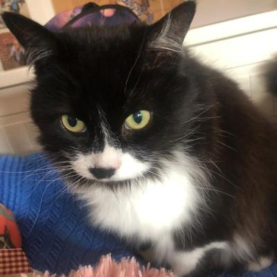 Wat kunnen we leren van een kat?