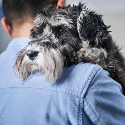 Treating Bacterial Pneumonia in Dogs and Cats Treating Bacterial Pneumonia in Dogs and Cats