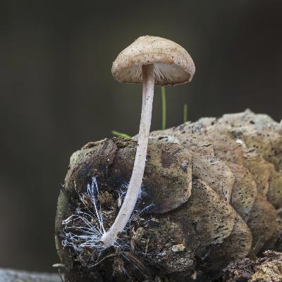 Grüne Elektronik aus Pilzen – Super-Material der Zukunft?