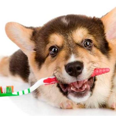 La importancia del cuidado dental en tus mascotas