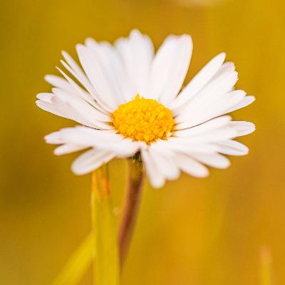 return to innocence return to innocence