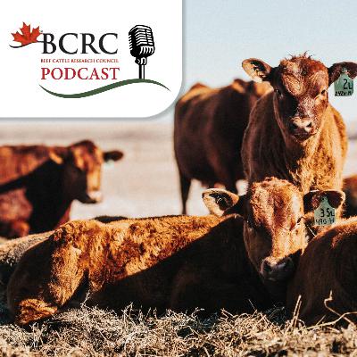 Episode 106: Stacking Good Decisions to Keep Calves Healthy