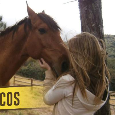 NÃO USE PETISCOS COM O SEU CAVALO | Haras Stone #009