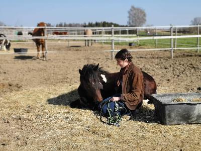 Folge 13: Jungpferdetraining