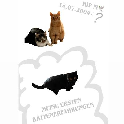 Meine ersten Katzenerfahrungen Meine ersten Katzenerfahrungen