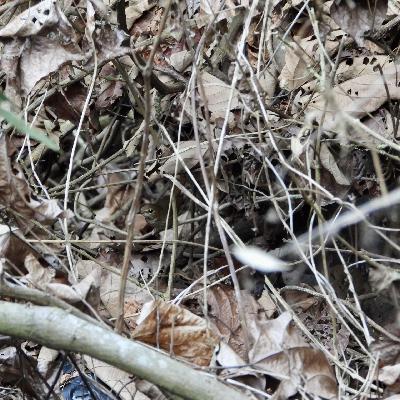 增刊 · 四访园山