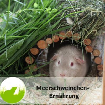 Meerschweinchen gesund ernähren Meerschweinchen gesund ernähren
