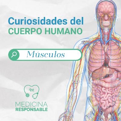 CURIOSIDADES DEL CUERPO HUMANO "MÚSCULOS"