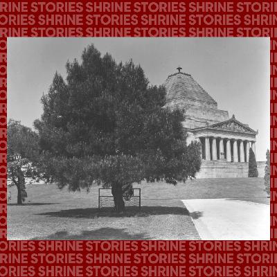 Shrine Stories: The Lone Pine