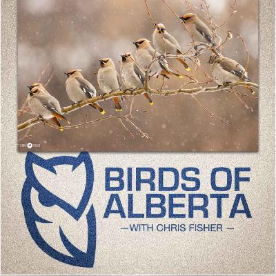 Bohemian & Cedar Waxwings