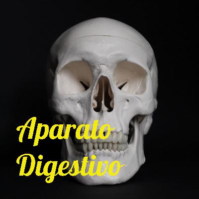 Aparato digestivo