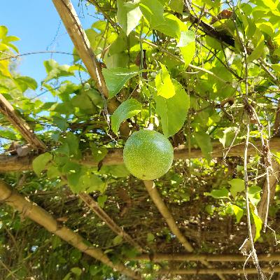 Darrang Eco Works, permaculture et pratiques agricoles durables pour l'autonomisation des communautés rurales dans le nord-est de l'Inde. Darrang Eco Works, permaculture et pratiques agricoles durables pour l'autonomisation des communautés rurales dans le nord-est de l'Inde.