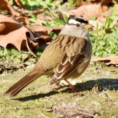 Winter Birding Winter Birding