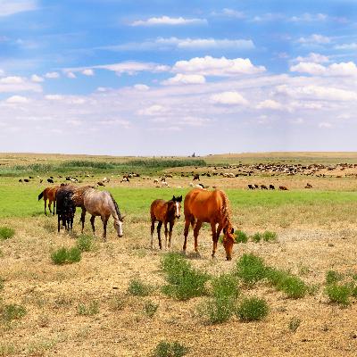 Nature Nomade 2024 - Périple en Kalmoukie