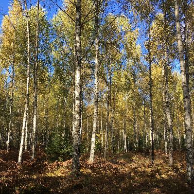 Plast i stället för lövträprodukter?