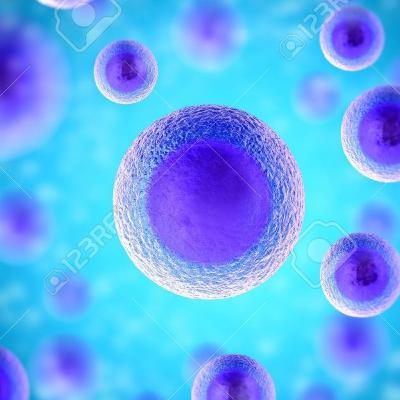 Il sistema immunitario Il sistema immunitario