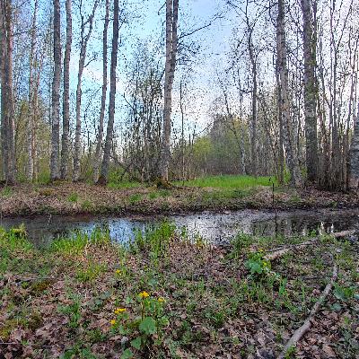 Birdsong – Peaceful Spring Lakeshore Forest Birdsong – Peaceful Spring Lakeshore Forest