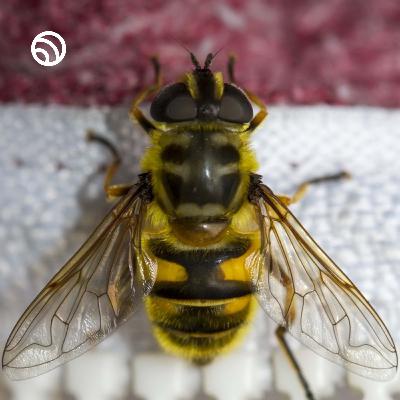 Celebrate the bees on World Bee Day #bees #wildlife #nature