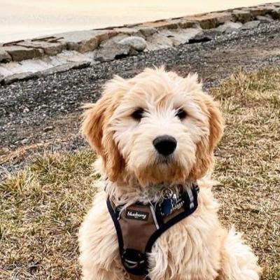 S1, E1 - Loving Your Goldendoodle