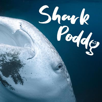 #13 Shark Poddy: SOS Galapagos #13 Shark Poddy: SOS Galapagos