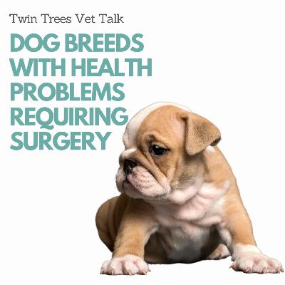 NEW EPISODE! Most Common Dog Breeds With Health Problems Requiring Surgery│ Twin Trees Vet Talk