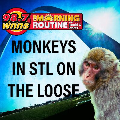 Monkeys On The Loose!! Monkeys On The Loose!!