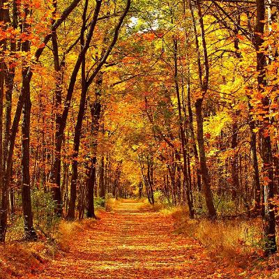 Guy Nicholson - Autumn is coming - September 2019