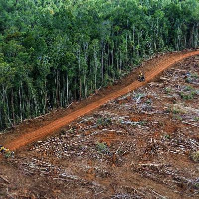 Amazzonia sotto l'attacco del mercato globale