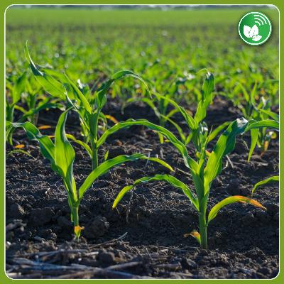 La nueva hora del maíz