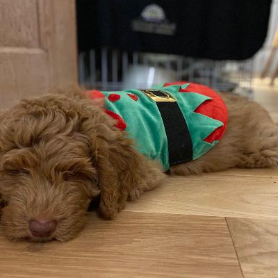 Puppies with Theo and Henry