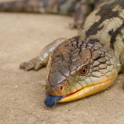 Blue-Tongued Skink - What a Cute Tongue!